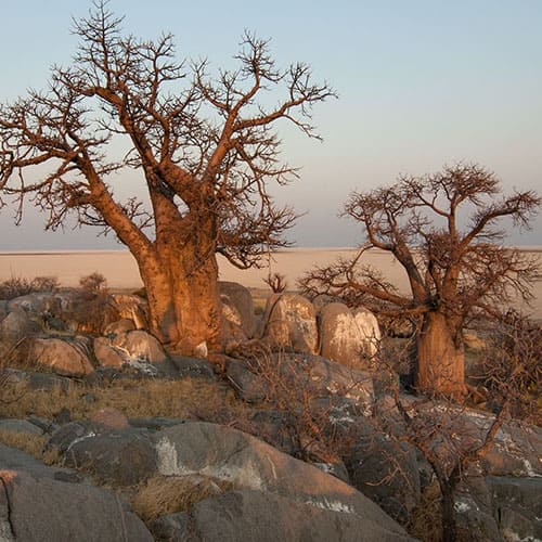 Vorschaubild zur Kleingruppenreise Botswana Okavango Delta & Baobabs Baobabbäume