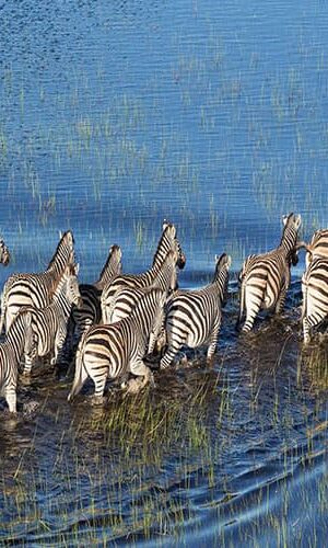 Botswana Safari &Amp; Kleingruppenreisen Botswana, Afrika Urlaub Kleingruppenreise Okavango Delta Zebras