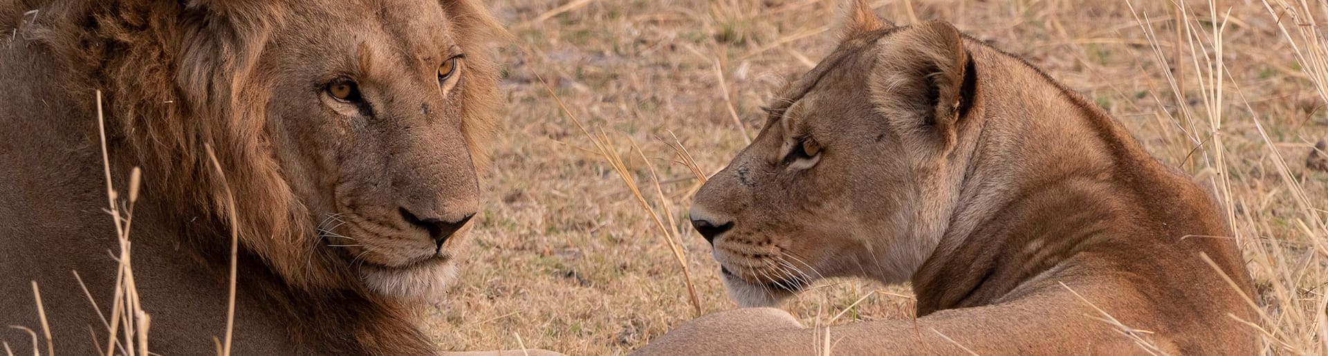 Bannerbild zu Reise durch faszinierende Tierwelten Botswana Kleingruppenreise