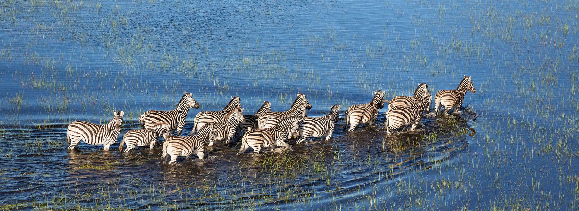 Botswana Kleingruppenreise Okavango Delta Zebras Banner