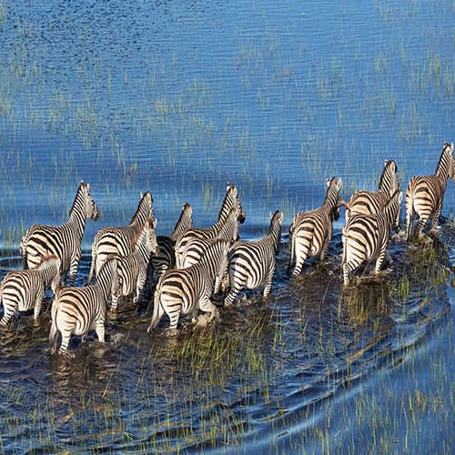 Bannerbild Botswana Kleingruppenreise Okavango Delta Zebras
