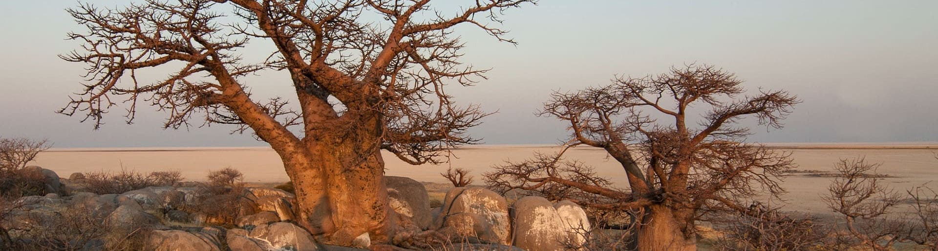 Bannerbild zur Kleingruppenreise Okavango Delta & Baobabs Baobabbäume