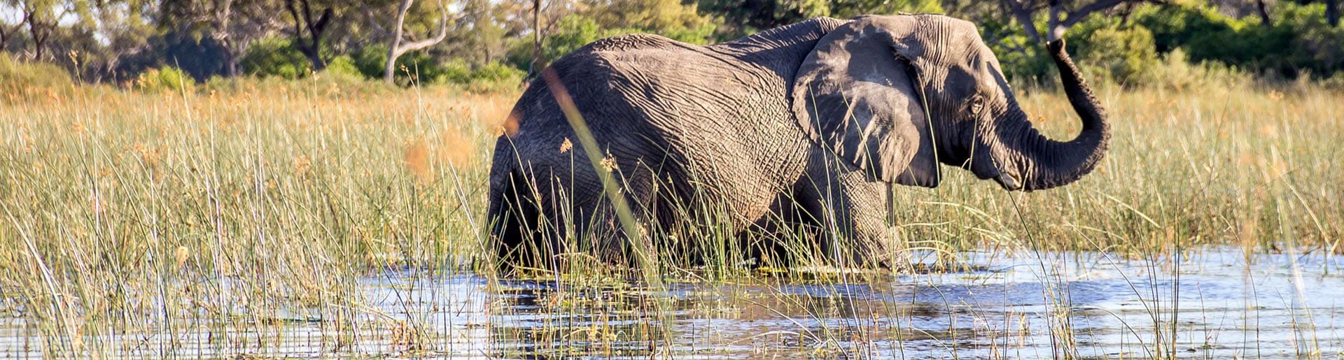 Kleingruppenreise Botswana Okavango Delta Elefant Chobe NP
