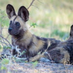 Botswana In Afrika – Safari, Natur Und Exklusive Reiseerlebnisse 9 9 | Galeriebild auf den Fährten er Wildtiere Wild Dogs in Botswana