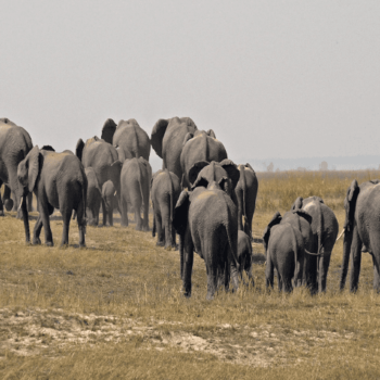 Elefanten Herde in Botswana, Chobe Fluss