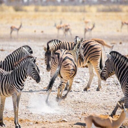 Namibia Zebras im Etosha, Namibia Rundreise Kleingruppe