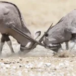 Kleingruppenreise Etosha Oryx