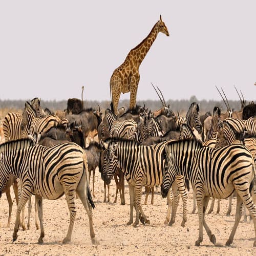 Zebras und Giraffen im Etosha National Park