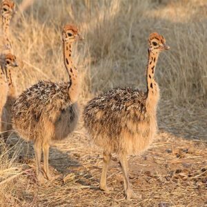 Vorschaubild Garden Route KleingruppenreiseKleingruppenreise