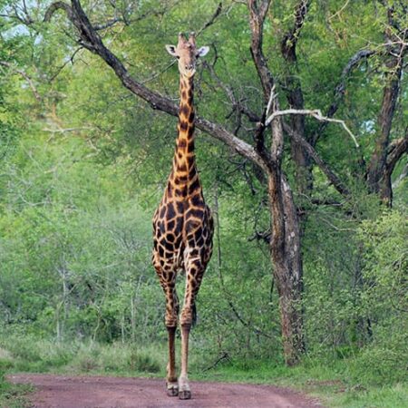 Giraffe Südafrika Kruger National Park