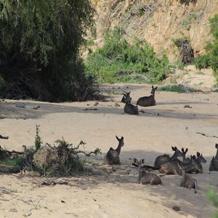 Südafrika Tierherde im Krüger NP