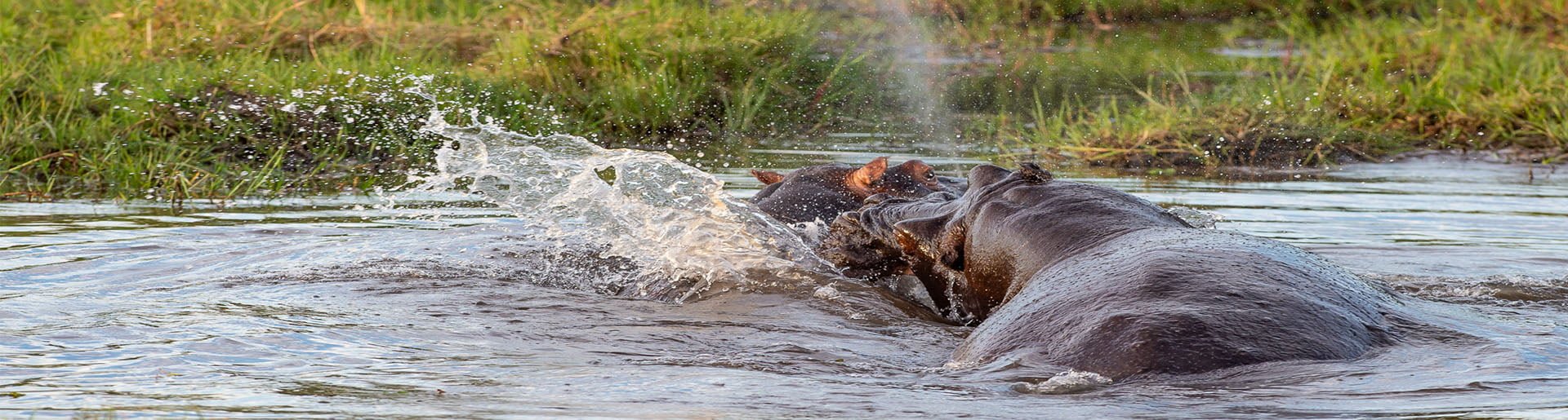 Hippos in Botswana auf einer Kleingruppenreise