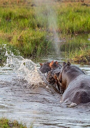 Hippos spielen im Okavango Delta in Bostwana