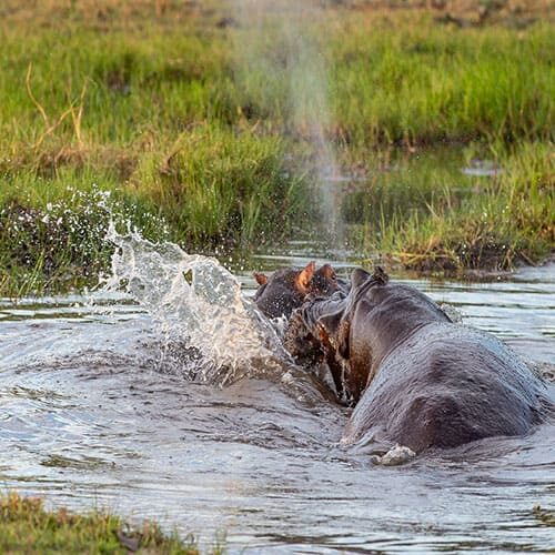 Hippos in Botswana auf einer Kleingruppenreise