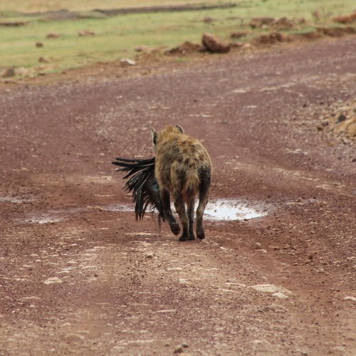 Safari in Tansania im Ngorongoro Krater Hyäne mit Beute
