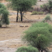 Löwen tansania Tarangire national park tansania