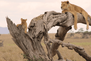 Wir Leben Tukio Afrika – Unsere Geschichte &Amp; Warum Es Uns Gibt 5 5 | Tansania privat geführte Safari Tarangire National Park