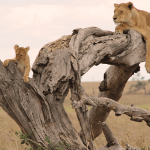 Tansania privat geführte Safari