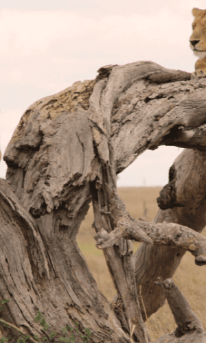Löwen Im Tarangire National Ark Tansania privat geführte Safari Tarangire National Park