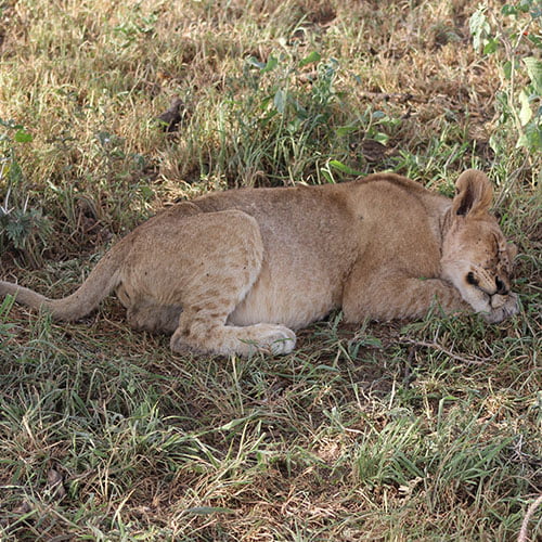 Tansania Löwen Baby