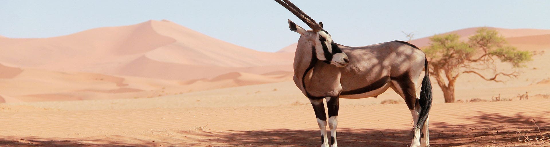 Namibia Oryx in der Namib Wüste
