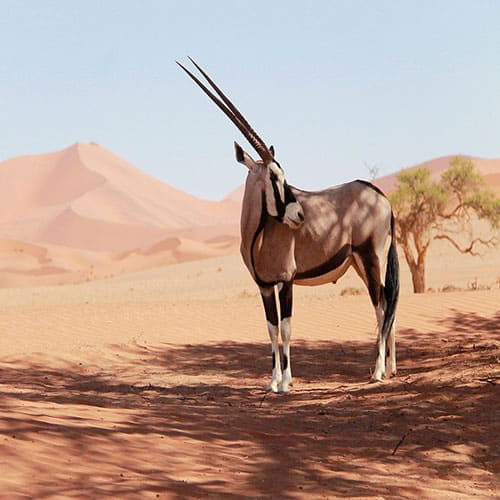 Namibia Oryx in der Wüste