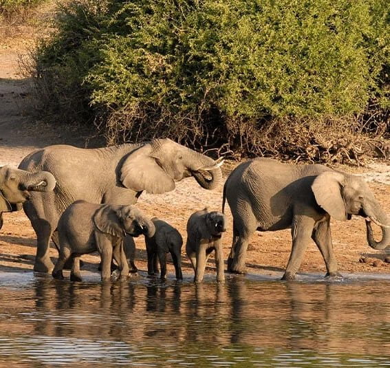 Elefanten am Wasser in Botswana