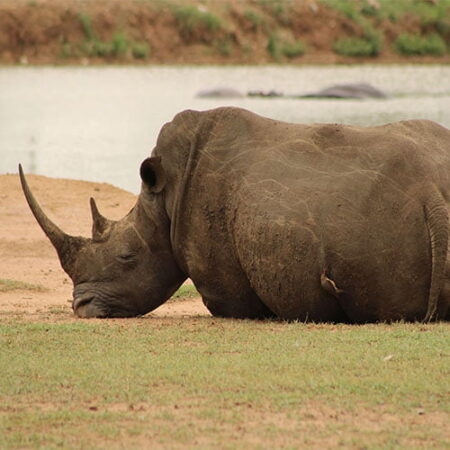 Bild Nashorn in Südafrika