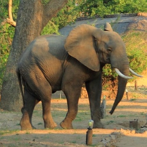 Elefant im Camp Sambia Malawi Vorschaubild