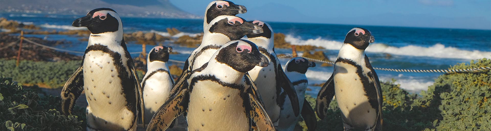 Südafrika Pinguine Boulders Beach Banner zur Kleingruppenreise Best of in 20 Tagen