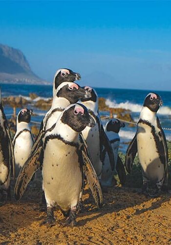 Südafrika Pinguine Boulders Beach Vorschaubild zur Kleingruppenreise Best of in 20 Tagen