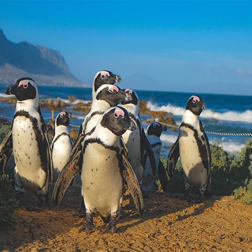 Südafrika Pinguine Boulders Beach