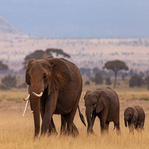 Vorschaubild Kenia und Tansania Gruppenreise Elefanten
