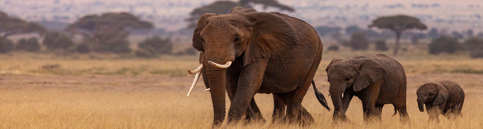 Elefanten, Banner Kenia und Tansania Gruppenreise