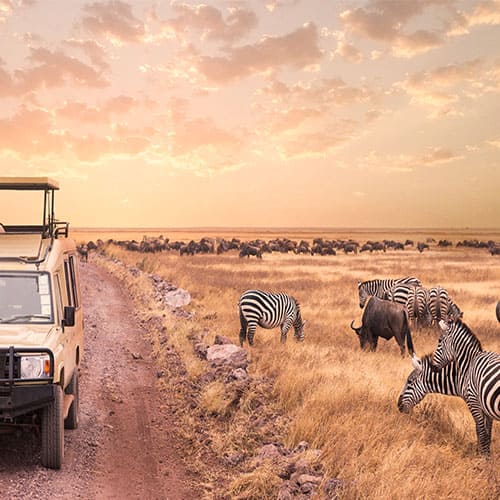 Kleingruppenreise Tansania Serengeti Tierbeobachtungen aus dem 4x4 Zebras