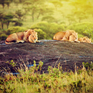 Tansania Safari Spezialist, Kleingruppenreise Tansania Einzigartiges Tansania group of lions lying on a rock