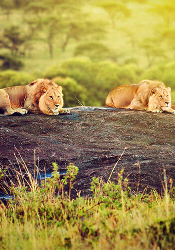 Einzigartiges Tansania group of lions lying on a rock