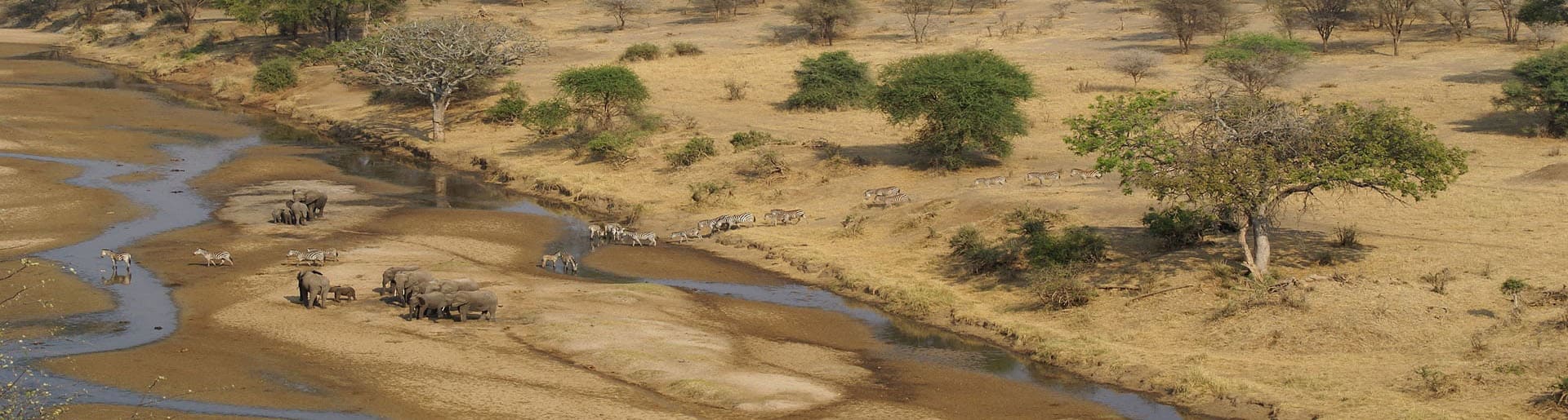 Tansania Elefanten und Zebras am Fluss