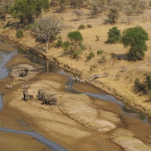 Tansania Tiere am Fluss