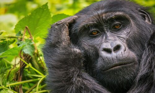 Kleingruppenreisen -gorilla-im-wald Berggorilla beim gorilla-trekking im bwindi nationalpark