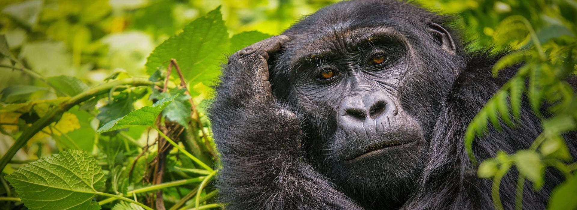 Bannerbild zu Uganda Kleingruppenreisen Gorilla