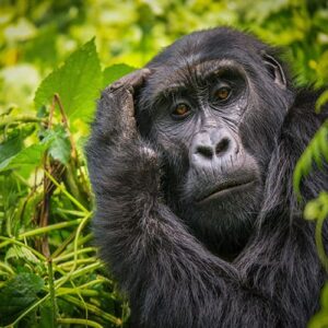 Vorschaulid zu Uganda Kleingruppenreise Gorilla im Wald