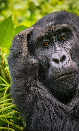 Uganda Kleingruppenreisne Im Wald Gorillas Vorschaulid zu Uganda Kleingruppenreisen Gorilla im Wald