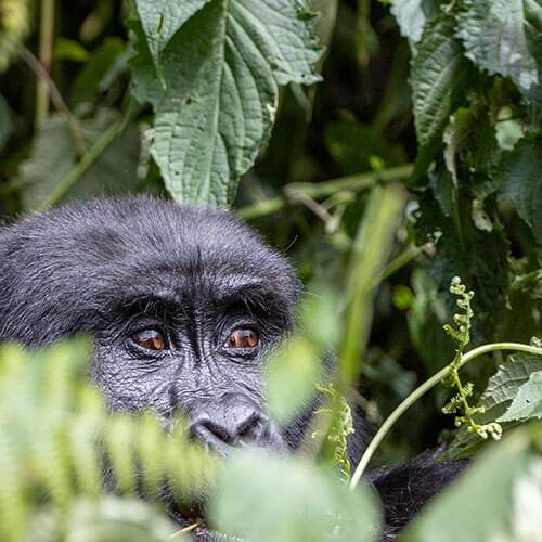 Uganda Gorilla Gruppenreise