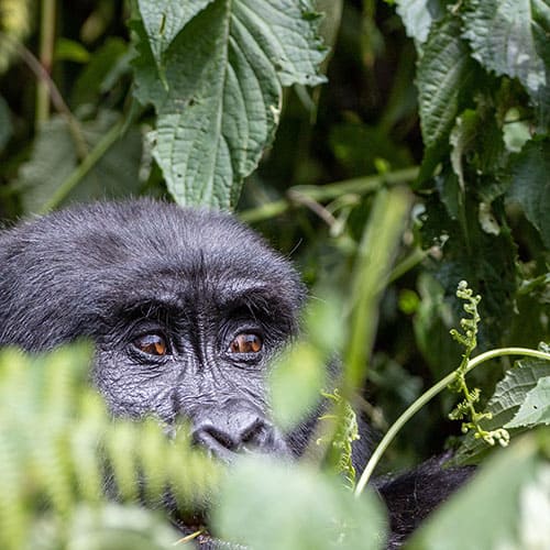 Uganda Gorilla Kleingruppenreisen