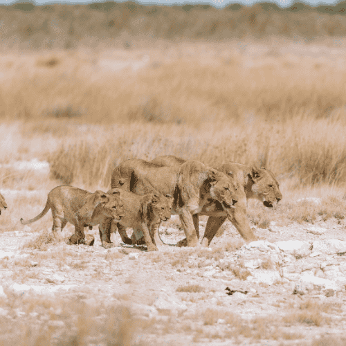 Von Livingstone in den westen namibias Etosha