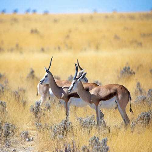 Impalas Kapstadt über Namibia bis Johannesburg