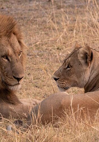 Vorschaubild Botswana Löwen Kleingruppenreise Naturerlebnis