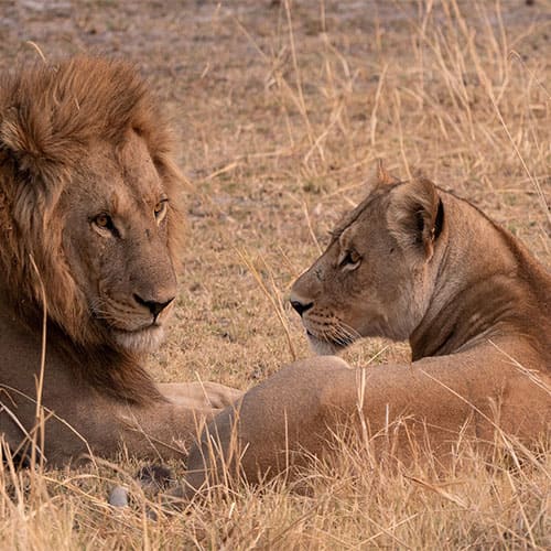 Vorschaubild Botswana Löwen Kleingruppenreise Naturerlebnis