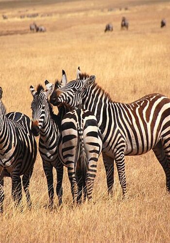 Vorschaubild Best of Tansania Kleingruppenreise, Zebras in der Serengeti